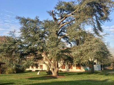 Le cèdre bleu de l'Atlas du centre hospitalier Théophile Roussel à Montesson est en lice pour le concours de l'Arbre de l'année / © Vianney Delourme pour Enlarge your Paris