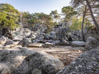 La forêt de la Commanderie à Larchant / @ SMA_cbadet