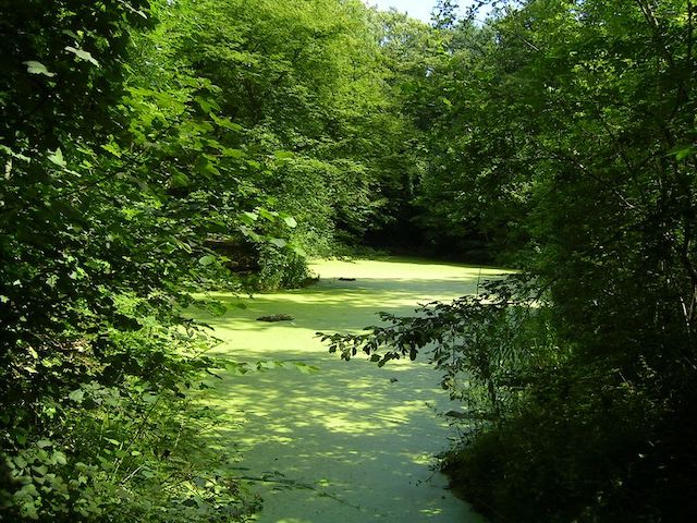 Le parc forestier de la Poudrerie à Sevran / © Marianna (Wikimedia commons)