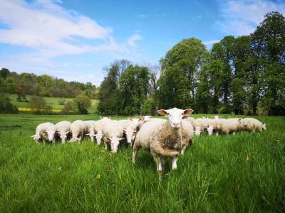 A l'occasion des Journées nationales de l'agriculture, la ferme de Grignon dans les Yvelines organise la Fête du mouton / © Ferme de Grignon