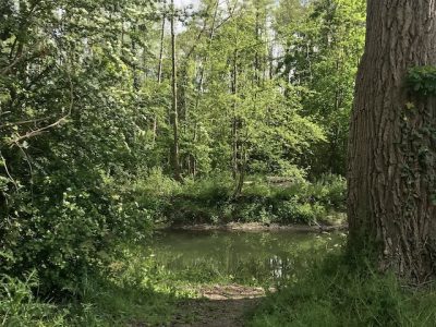 La forêt de Sénart / © Vianney Delourme pour Enlarge your Paris