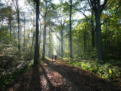 La forêt de Montmorency dans le Val-d'Oise et ses 2000 ha / © Pierre Metivier (Flickr - Creative commons)