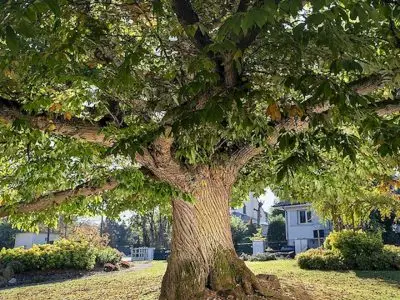 Ce châtaignier de la Celle-Saint-Cloud a reçu le prix du public au concours de l'arbre de l'année 2021 / © Emmanuel Boitier