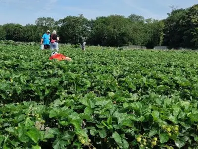 La cueillette des fraises à la ferme de Viltain à Jouy-en-Josas / © Ferme de Viltain