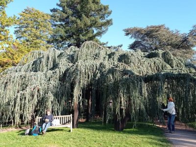 Le cèdre bleu de l'arboretum de la Vallée-aux-Loups / © Virginie Jannière pour Enlarge your Paris