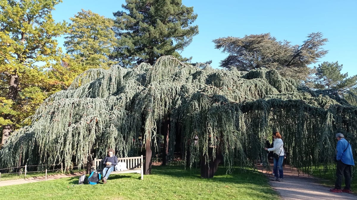 Le cèdre bleu de l'arboretum de la Vallée-aux-Loups / © Virginie Jannière pour Enlarge your Paris