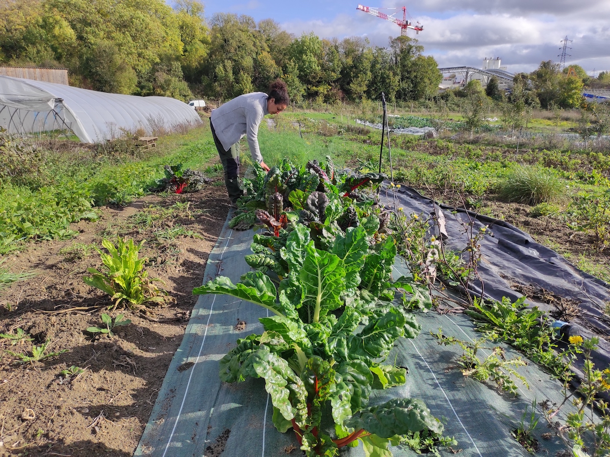 Hanane Somi a créé la ferme maraîchère Sauvages et Cultivées sur des terres qu'elles louent à la Région à Chelles en Seine-et-Marne / © Joséphine Lebard pour Enlarge your Paris