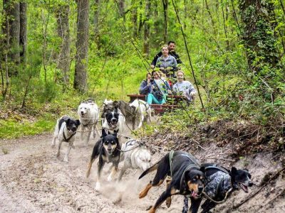 Le chien de traîneau en forêt de Fontainebleau est l'un des 75 bons plans dénichés par Anaïs Lerma dans son guide 