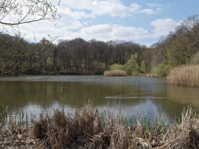 Forêt la plus proche de Paris, la forêt de Meudon appartient à la ceinture verte francilienne qui fête ses 40 ans cette année et que le Randopolitain va parcourir de mars à octobre / © Victortsu (Creative commons - Flickr)
