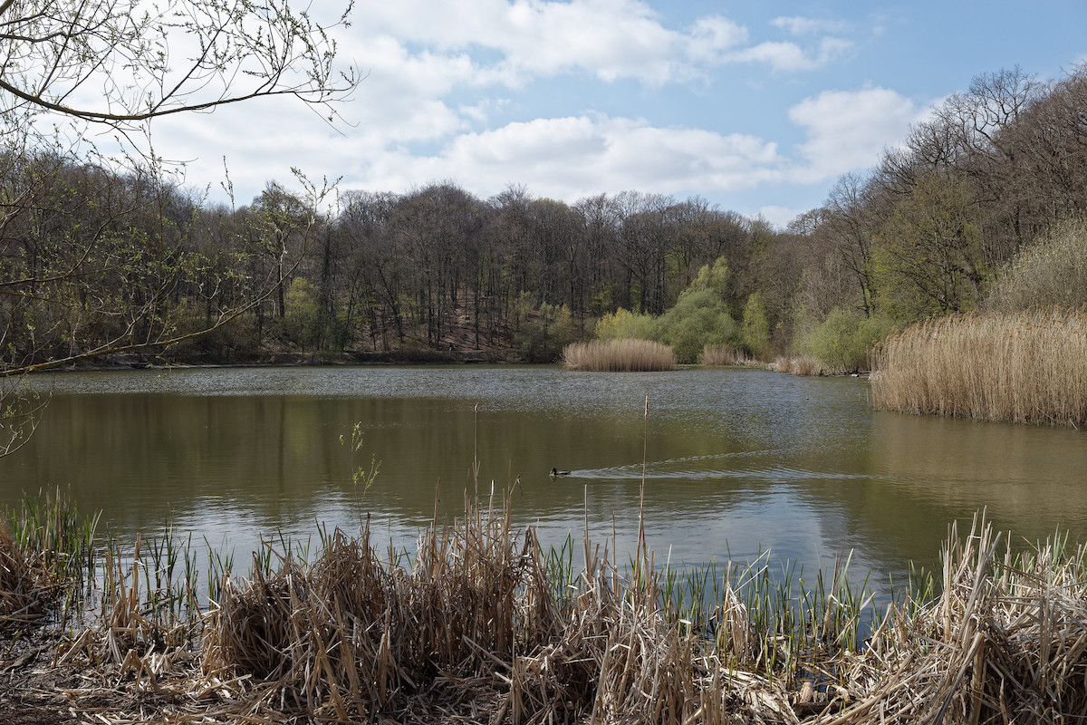 Forêt la plus proche de Paris, la forêt de Meudon appartient à la ceinture verte francilienne qui fête ses 40 ans cette année et que le Randopolitain va parcourir de mars à octobre / © Victortsu (Creative commons - Flickr)