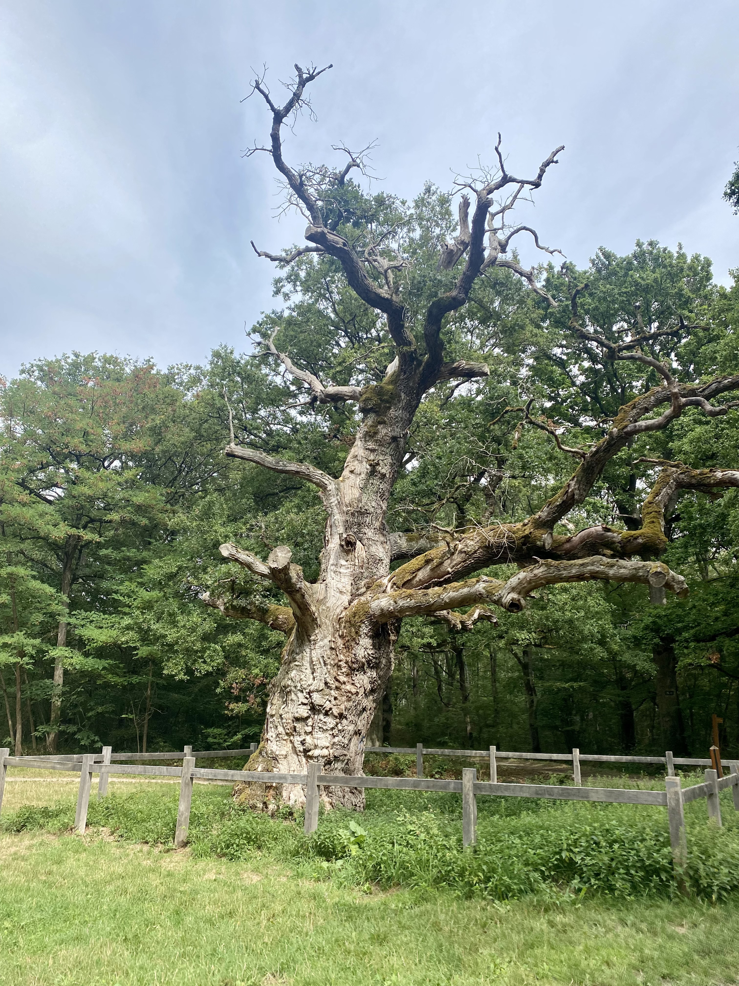 Chêne sessile vieux de 5 siècles au niveau du Carrefour des Quatre chênes dans la forêt de Sénart / © Vianney Delourme pour Enlarge your Paris