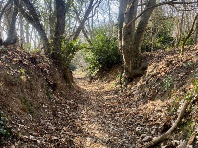 Un sentier dans la forêt du Rocher de Saulx entre la gare de Palaiseau-Villebon et celle d’Épinay-sur-Orge / © Vianney Delourme pour Enlarge your Paris