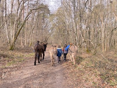 En forêt de Fontainebleau avec les ânes de Fontânebleau / © Virginie Jannière pour Enlarge your Paris