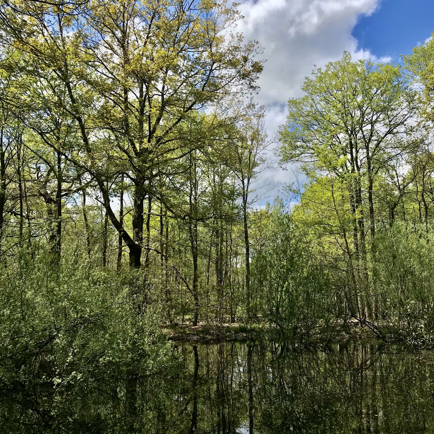 En forêt domaniale de Sénart / © Vianney Delourme pour Enlarge your Paris