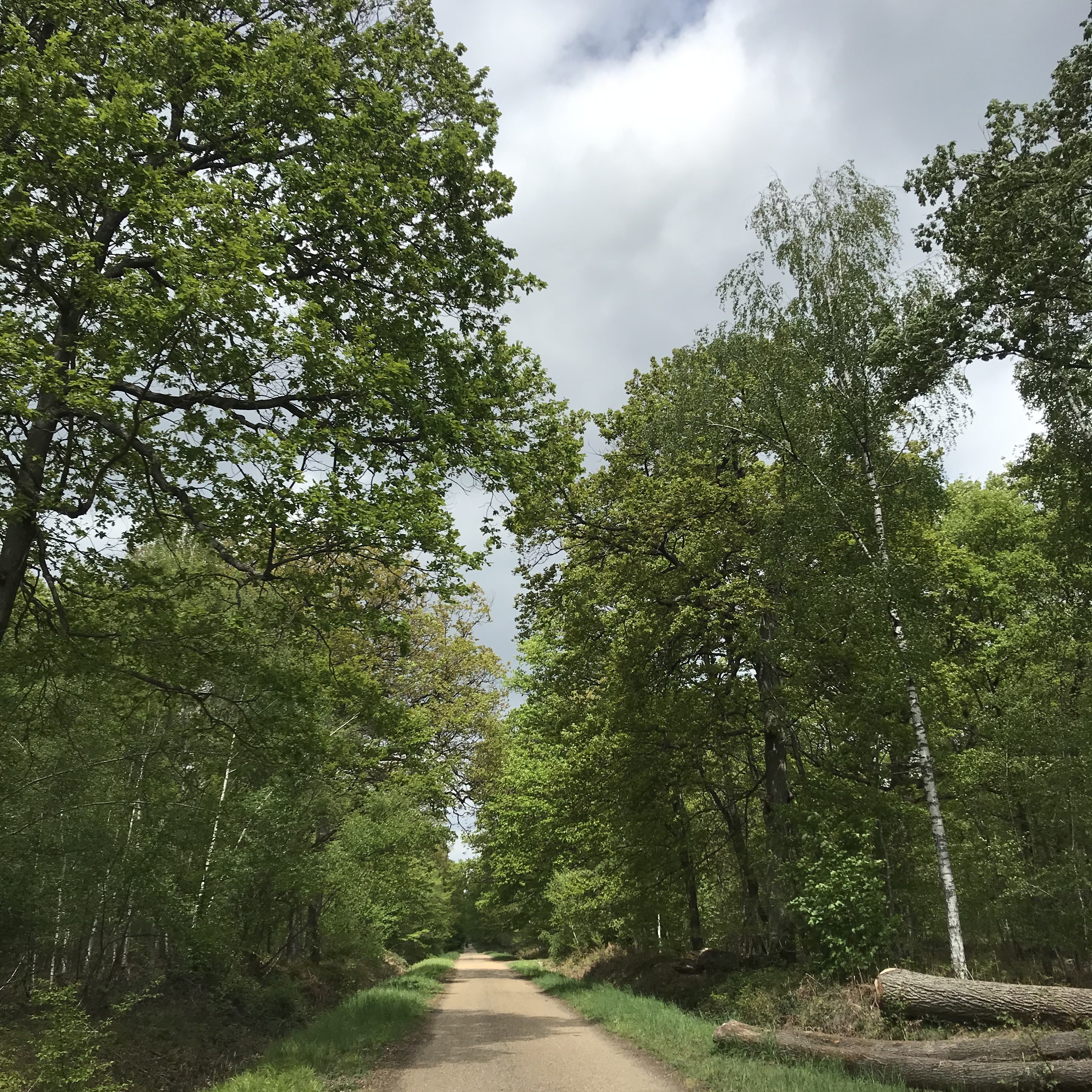Allée cavalière dans la forêt de Sénart / © Vianney Delourme pour Enlarge your Paris