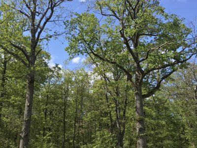 En forêt de Sénart
