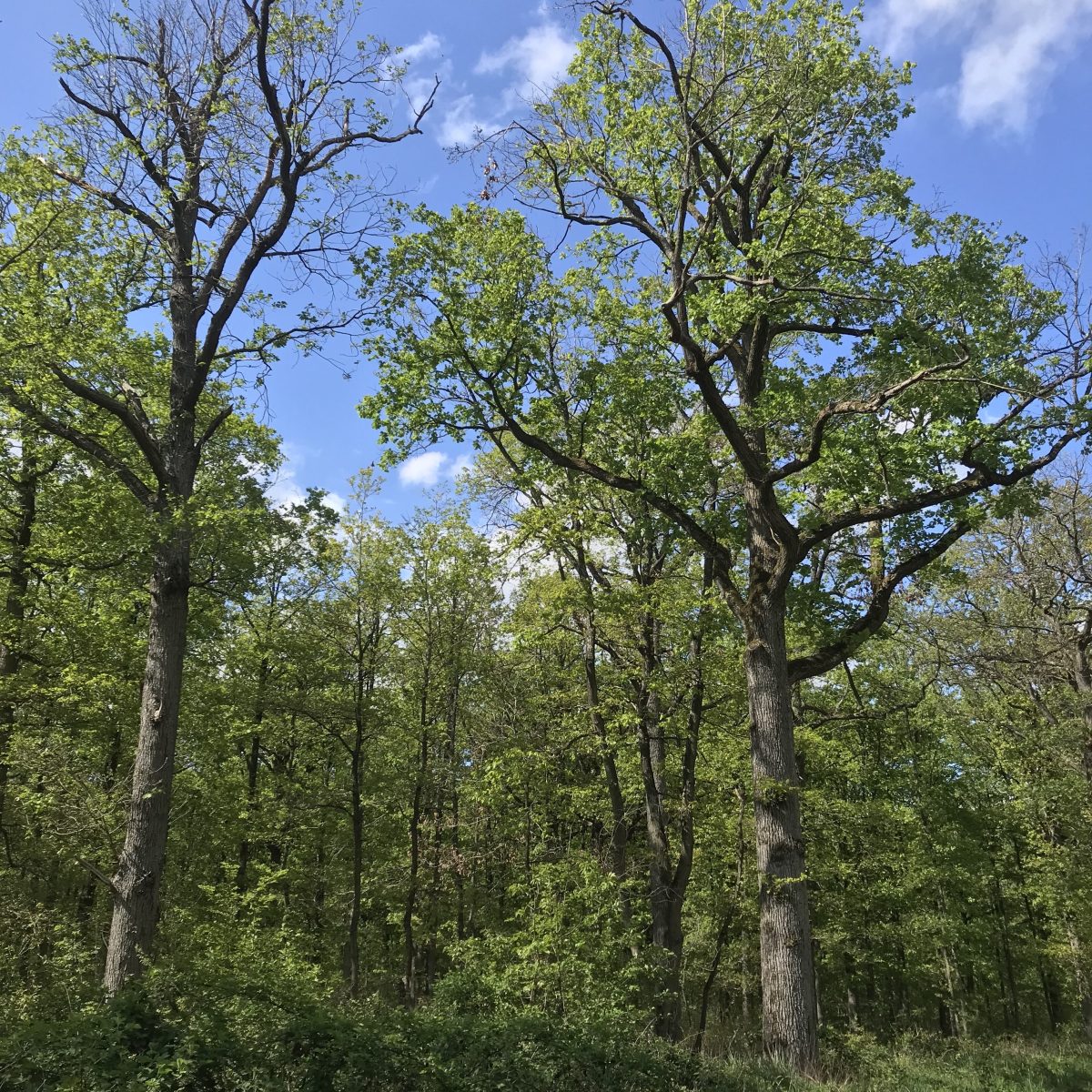 En forêt de Sénart