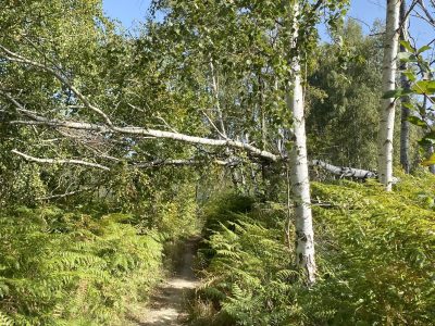 La Végétale dans le Bois de La Grange à Limeil-Brévannes / © Vianney Delourme pour Enlarge your Paris