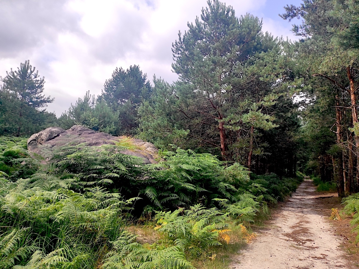 Un sentier en forêt de Fontainebleau / © Joséphine Lebard pour Enlarge your Paris