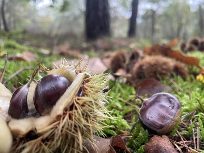 Des châtaignes en forêt de Rambouillet / © John Laurenson pour Enlarge your Paris
