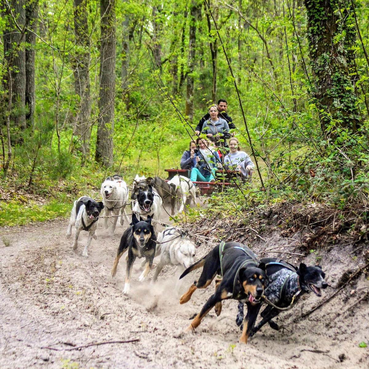 Avec Evasion canine, il est possible de s'évader dans le Grand Nord au sud de Paris à bord du traîneau de Christian Perlwitz / © Evasion canine