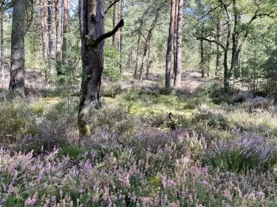 Les forêts domaniales du Nord poussent souvent sur des sols sableux, acides, qui favorisent la bruyère. Vianney Delourme pour Enlarge your Paris