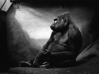 Jusqu'au 2 mars à Cergy, le Festival du Regard à Cergy est consacré aux clichés animaliers / © Michel Vanden Eeckhoudt