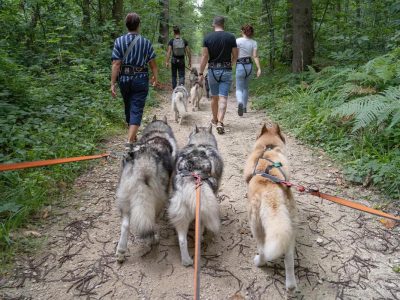 Cani-balade avec Au coeur de la meute dans le Val-d'Oise / @ Au coeur de la meute