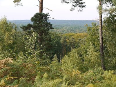 La forêt de Rambouillet, aussi grande que Paris, est un des spots du Grand Paris pour trouver du muguet / © Pline