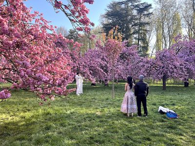 Les cerisiers en fleurs du bosquet nord du parc de Sceaux / © Pauline de Quatrebarbes pour Enlarge your Paris