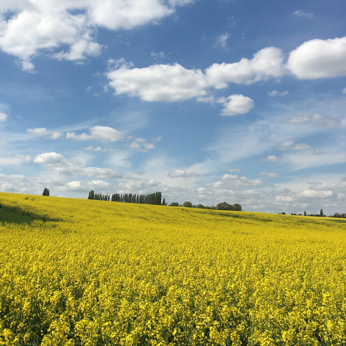 Un champs de colza dans la vallée du Guyon / © Adrien Laplanche pour Enlarge your Paris