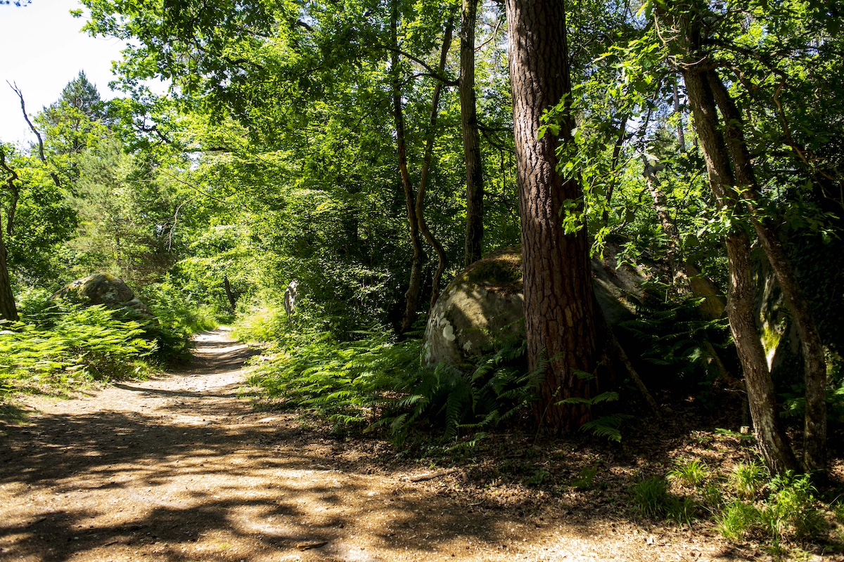Un sentier en forêt de Fontainebleau / © Adrien Laplanche pour Enlarge your Paris