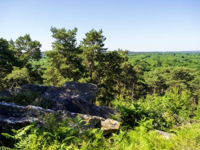 La forêt de Fontainebleau est la 3e plus grande forêt de France / © Adrien Laplanche pour Enlarge your Paris