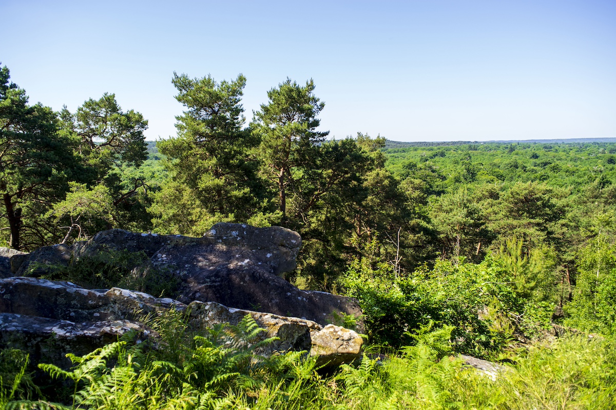 La forêt de Fontainebleau est la 3e plus grande forêt de France / © Adrien Laplanche pour Enlarge your Paris