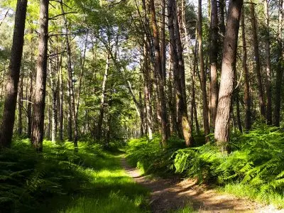 Deuxième plus grande forêt d'Île-de-France, la forêt de Rambouillet s'étend sur une surface plus grande que Paris / © Vianney Delourme pour Enlarge your Paris