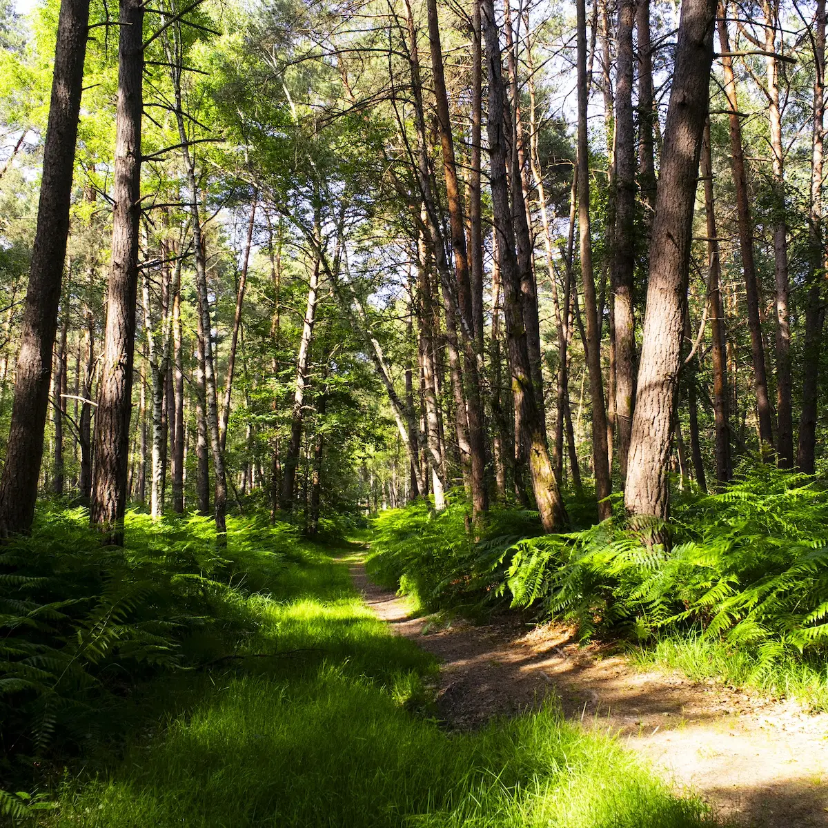 Deuxième plus grande forêt d'Île-de-France, la forêt de Rambouillet s'étend sur une surface plus grande que Paris / © Vianney Delourme pour Enlarge your Paris