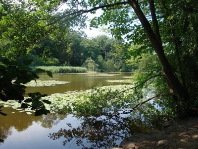 La forêt de La Malmaison à Rueil / © Office de tourisme de Rueil-Malmaison