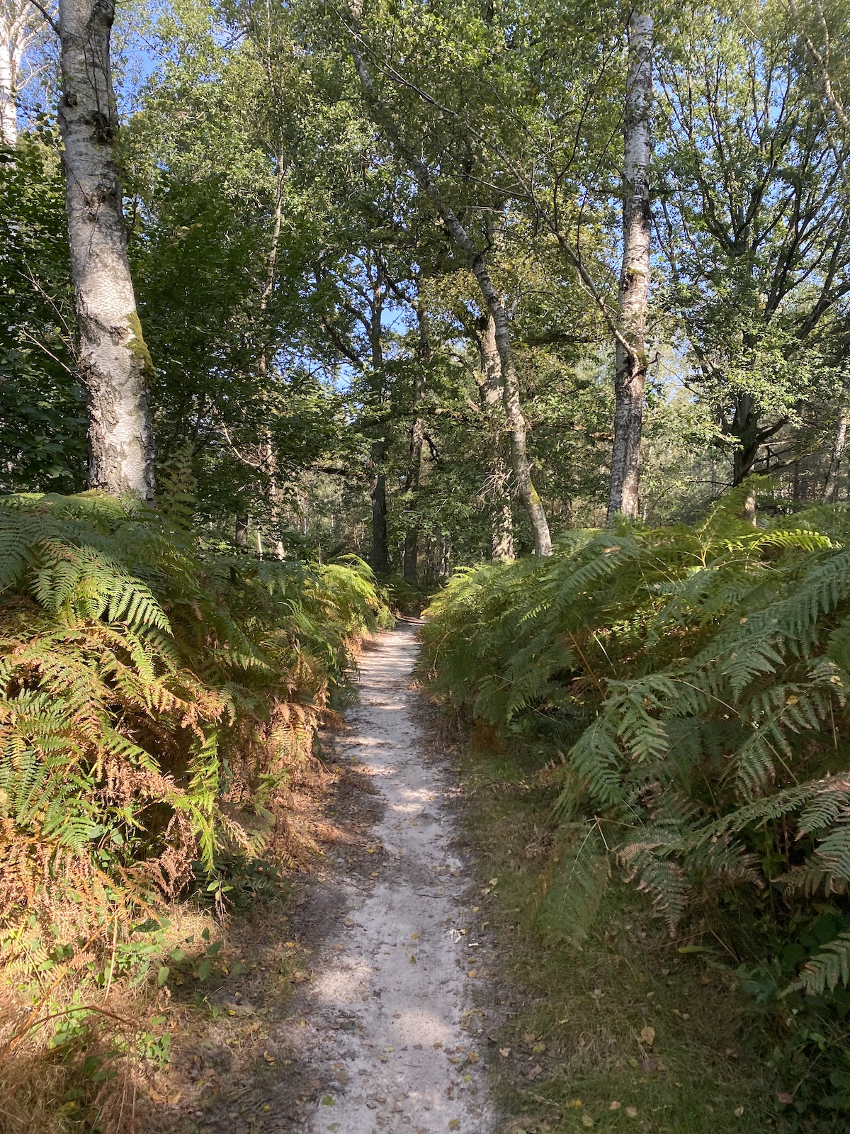 La forêt de Rambouillet, plus grande que Paris / © Vianney Delourme pour Enlarge your Paris