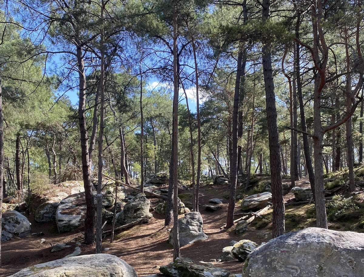 La forêt de la Commanderie / © Vianney Delourme pour Enlarge your Paris