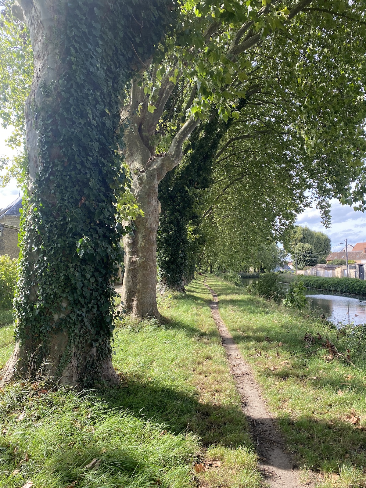 Les platanes du canal du Loing / © Vianney Delourme pour Enlarge your Paris