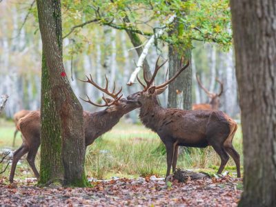 Des cerfs de l'Espace Rambouillet en forêt de Rambouillet / © Espace Rambouillet