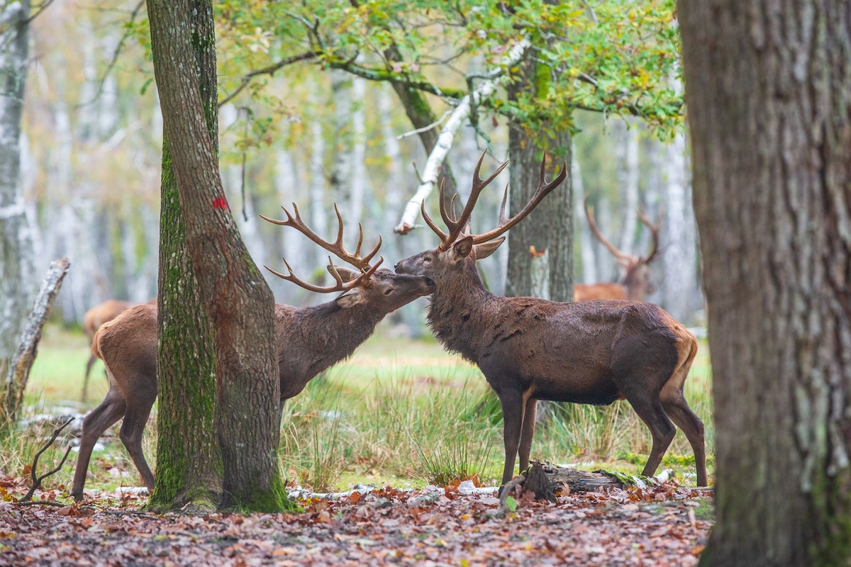 Des cerfs de l'Espace Rambouillet en forêt de Rambouillet / © Espace Rambouillet
