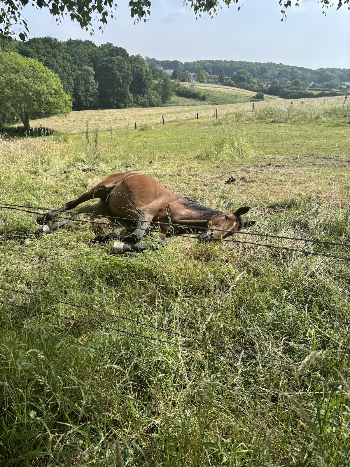 Le bocage normand / © Vianney Delourme pour Enlarge your Paris