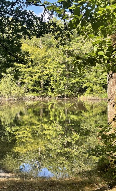Baignade dans un étang de la forêt de Rambouillet. Photo John Laurenson