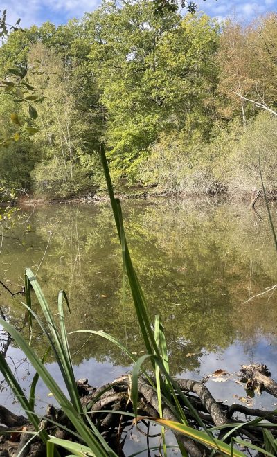 Baignade dans un étang de la forêt de Rambouillet. Photo John Laurenson