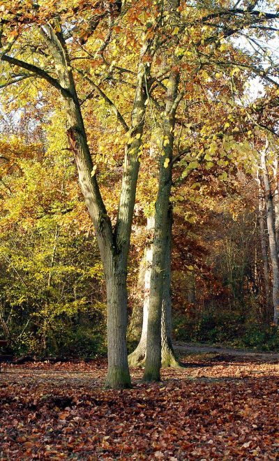La forêt de Sénart en automne. ONF