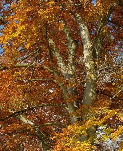 L'arboretum de Paris au Bois de Vincennes. DR